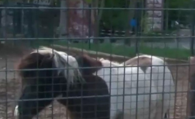 Тежък инцидент в старозагорския зоопарк Бременна жена е пострадала при