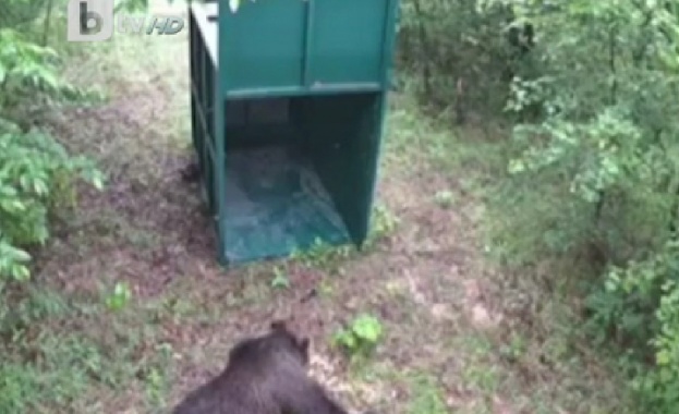 Мечката която се разхождаше на изхода на Габрово в посока