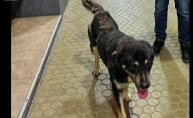 Бездомно куче нахапа до смърт домашен любимец в Димитровград и