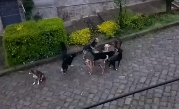 Жители на великотърновски квартал на бунт срещу бездомни кучета Хората