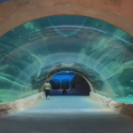 Откриха водния парк "Морски свят" в Абу Даби