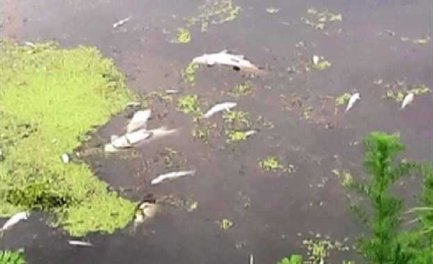 Пред екокатастрофа: Защо в река Мочурица изплува мъртва риба