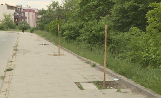 Вандали отново изпочупиха новопосадени дървета в Благоевград
