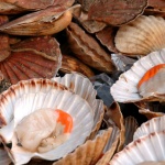 Мида, изчезнала преди повече от 60 години, се завърна в Черно море