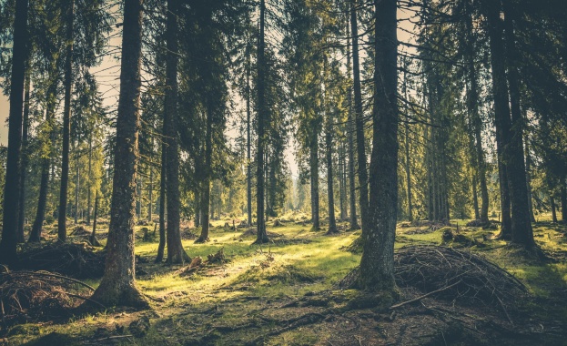 Възрастен мъж почина след премръзване в гора в Харманлийско, съобщиха