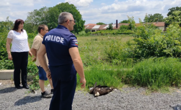 В Сливен полицията разследва смъртта на защитен от закона вид