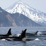 Огромно стадо косатки премина край бреговете на Масачузетс