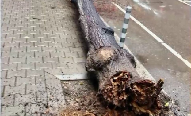 18 сигнала за паднали дървета и клони от ураганния вятър в столицата