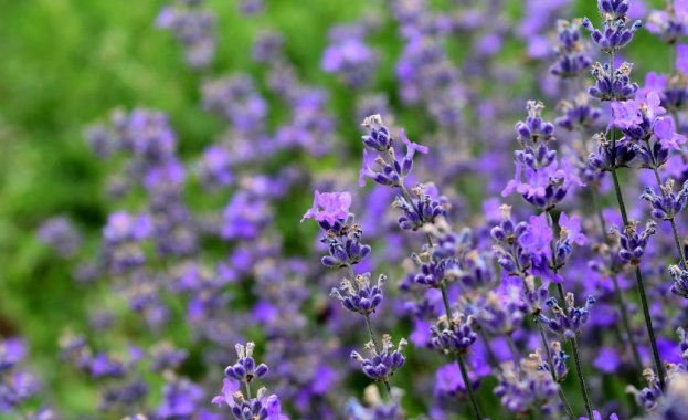 През нощта над по голямата част от страната ще бъде предимно