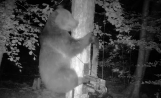 Мечка е убита край смолянското село Полковник Серафимово в неделя