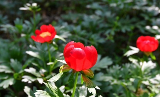 Солена глоба от над десет хиляди долара налага Турция за