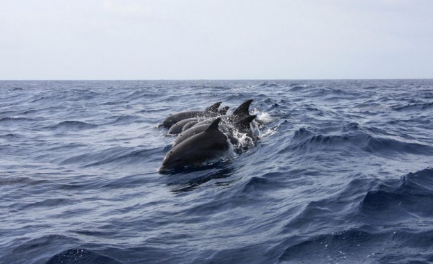 14 мъртви делфини са открити по Северното Черноморие от началото
