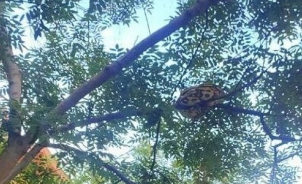 15 килограмов индийски питон се измъкна от дома на собственика си