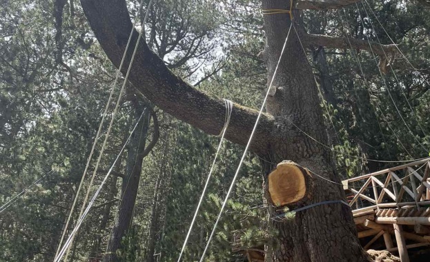 Предстои да бъдат определени мерки за консервиране на вековното дърво