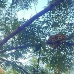 15-килограмов питон се измъкна от дома на собственика си в Барселона