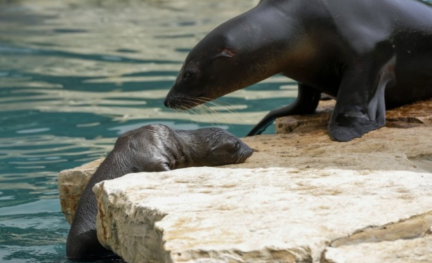 Новородено морско лъвче радва гостите на зоопарк в Рим