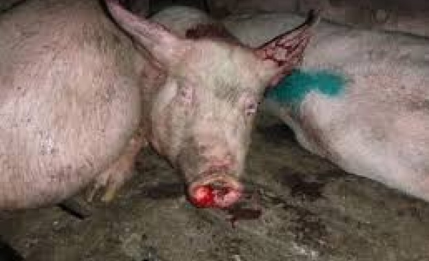Четвърта година продължава кампанията за борба с Африканската чума по свинете