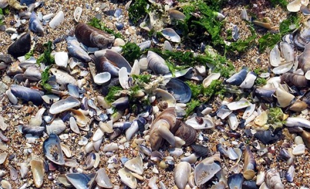 Учени от университета Проф д р Асен Златаров в Бургас разработват