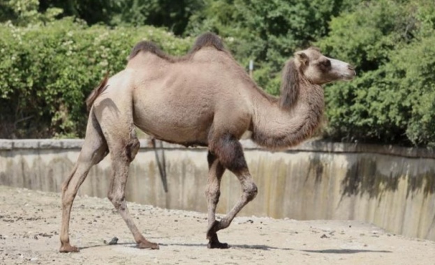 Софийският зоопарк се сдоби с нов обитател Това е двугърба