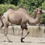 Двугърба камила е най-новият обитател на столичния зоопарк