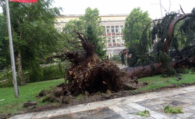 След бурята в Търговищко има изкоренени дървета засегнати автомобили покриви