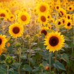 В България предстои да бъде изграден пристанищен завод за рафиниране на растителни масла