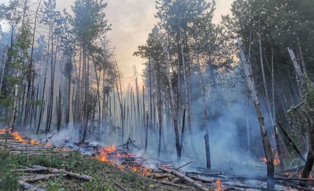 Горски масиви пламнаха в три общини в област София Драгоман
