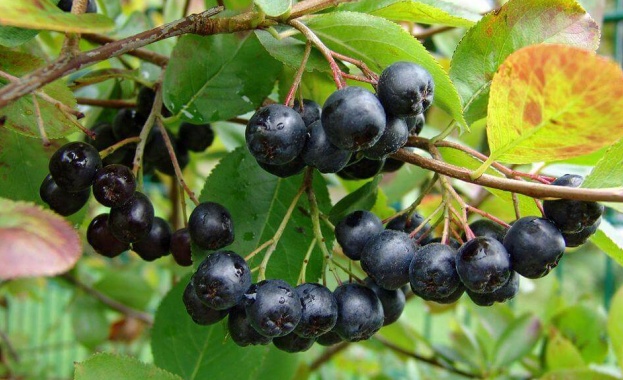 Понастоящем високият холестерол се лекува най вече със статини Но изследванията