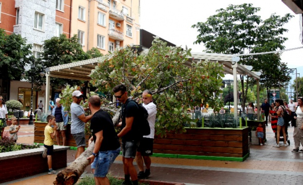 Дърво падна върху павилион с навес на едно от заведенията