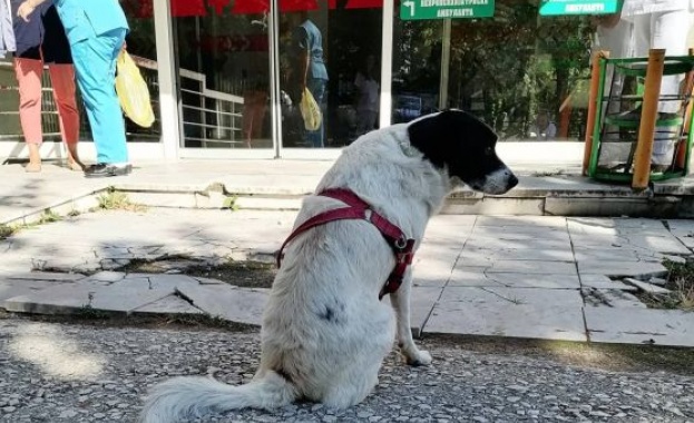 Куче стоя два дни пред болницата в Прилеп в Северна