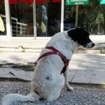 Куче тича след линейката на стопанина си, чака го два дни пред болницата