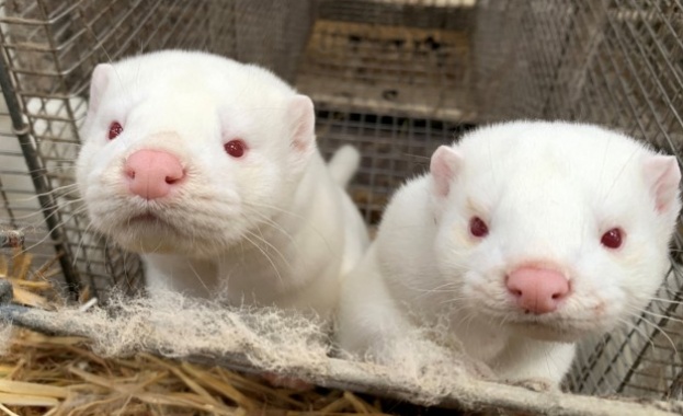 24 са засегнатите ферми Три от тях отглеждащи норки започнаха