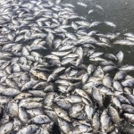 Мъртва риба изплува на река Марица. Каква е причината за замърсяване на водите