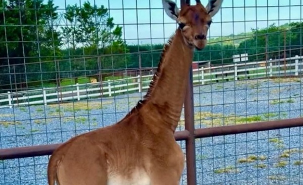 Жираф без петна се роди в зоопарк в Тенеси и
