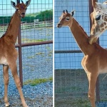 Жираф без петна се роди в зоопарк в Тенеси 