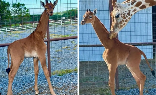 Жираф без петна се роди в зоопарк в Тенеси 