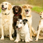 Кучета помагат на немски археолози да разкрият мистерии от миналото