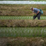Засетите с ориз земи в Индия нарастват, а сеитбата на памук изостава