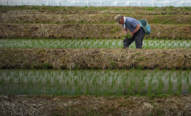 Индийските фермери са засели 39 8 милиона хектара с ориз което