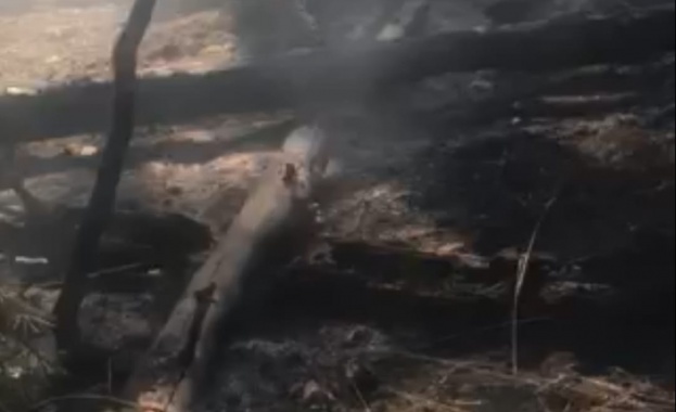 Горските власти продължават работа по пълното овладяване на пожара в