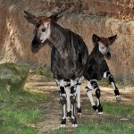 В зоопарк в САЩ се роди бебе окапи