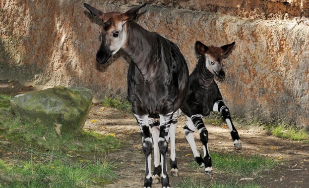 В зоопарка в Сан Антонио се роди бебе окапи Малкото