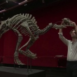 Продават на търг в Париж рядък скелет на динозавър