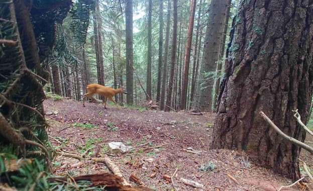 Акция за залавяне на бракониери проведоха служители на Дирекция Национален
