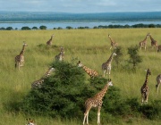 В Кения поставиха GPS-и на жирафите, за да ги предпазят от изчезване