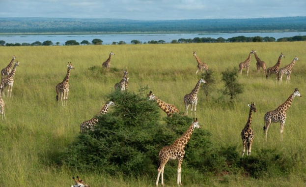 В Кения поставиха GPS-и на жирафите, за да ги предпазят от изчезване