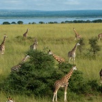В Кения поставиха GPS-и на жирафите, за да ги предпазят от изчезване
