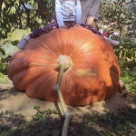 Гигантска 306-килограмова тиква отгледаха във Варненско