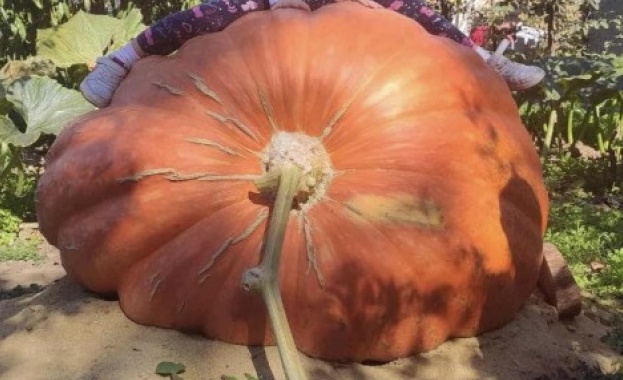 Гигантска 306-килограмова тиква отгледаха във Варненско