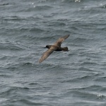 Буревестник е прелетял с тайфун повече от 1100 км